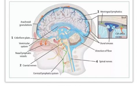Lancet Neurology 综述：大脑淋巴通路在神经功能障碍中的清除机制的研究进展