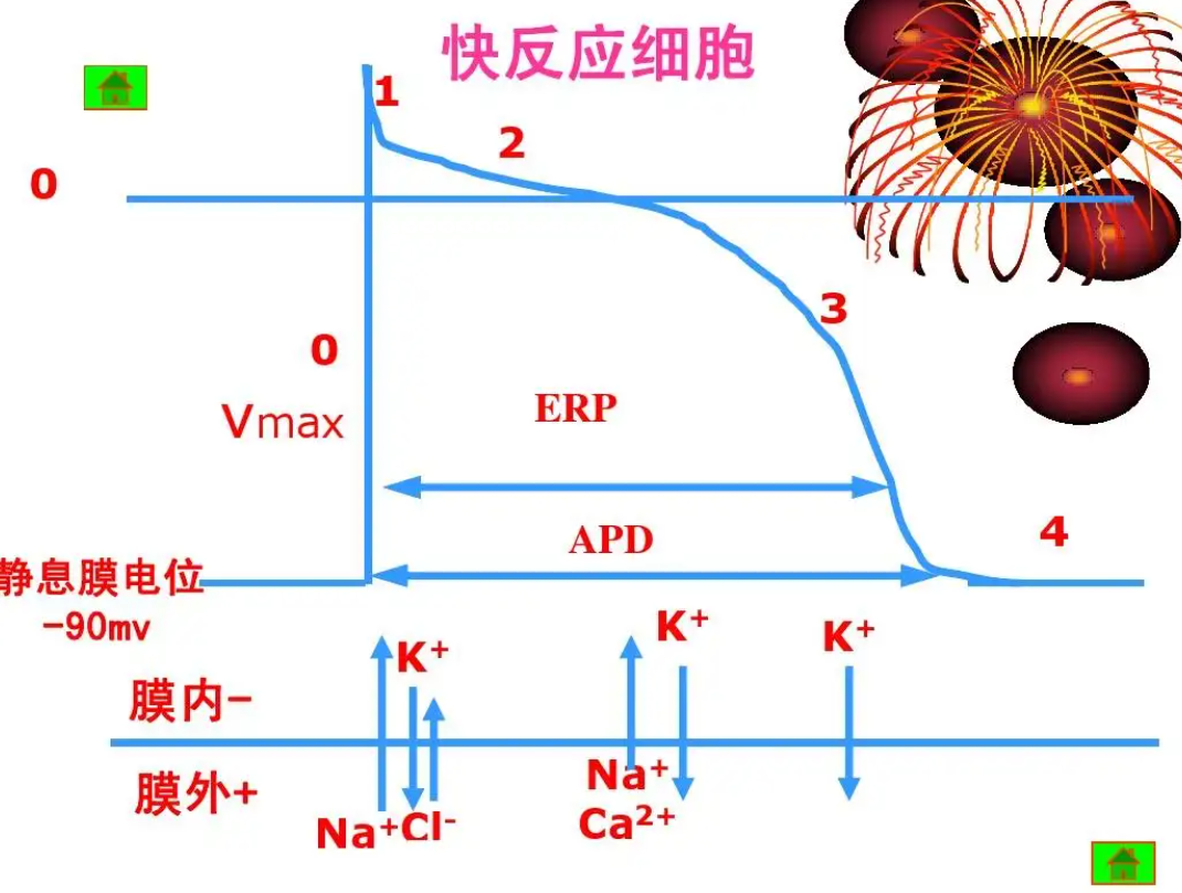 抗心律失常药物的药理学作用和临床选择