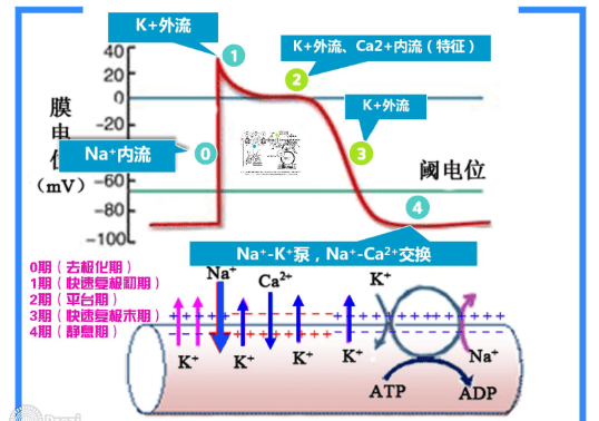 抗心律失常药物的药理学作用和临床选择
