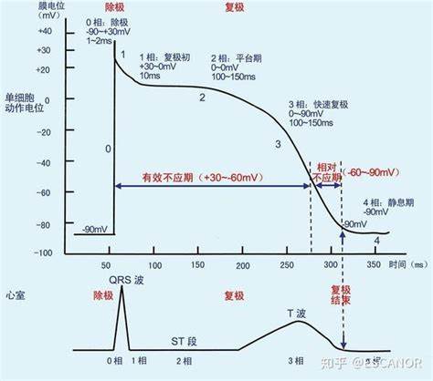 抗心律失常药物的药理学作用和临床选择