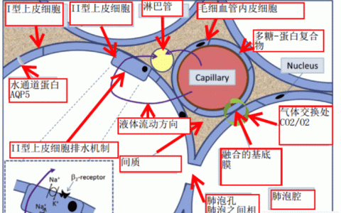 肺水肿的解读