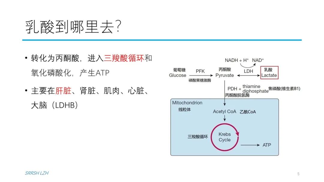 血流动力学系列- 乳酸