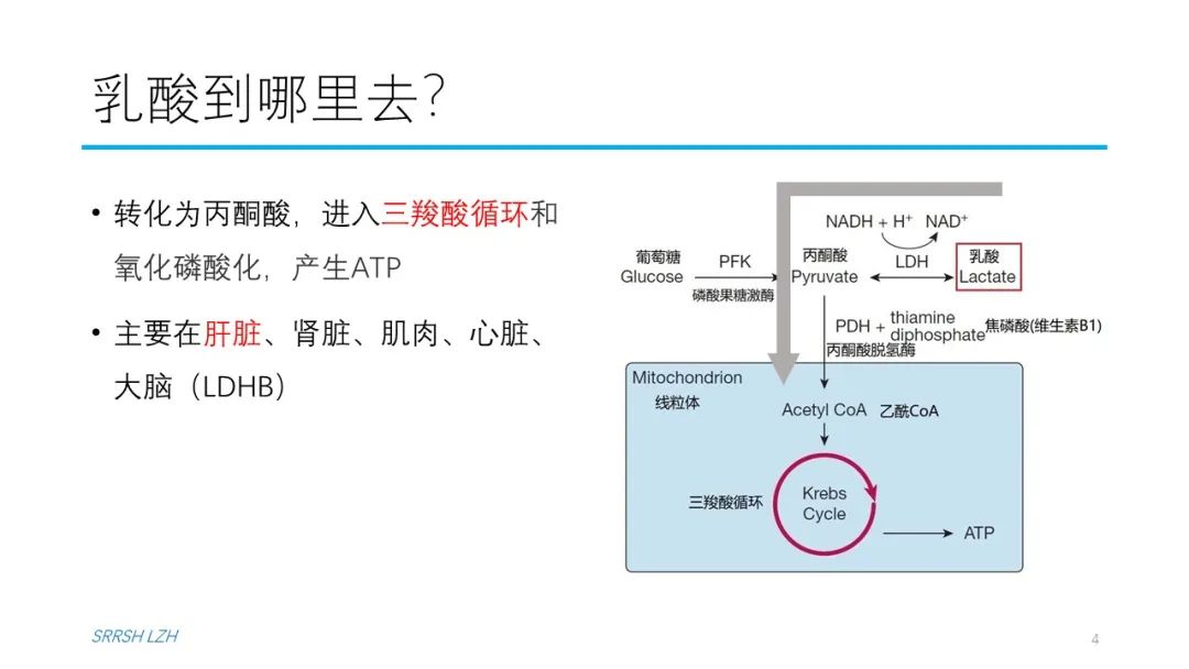 血流动力学系列- 乳酸