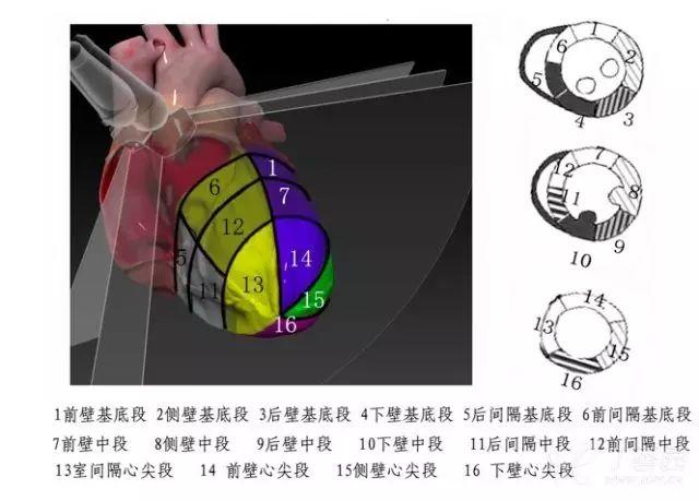进阶必备：超声心动图报告单解读（常见疾病篇）
