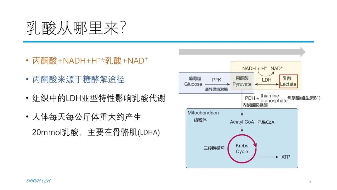 血流动力学系列- 乳酸