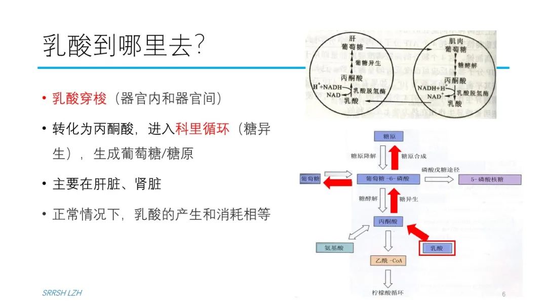 血流动力学系列- 乳酸