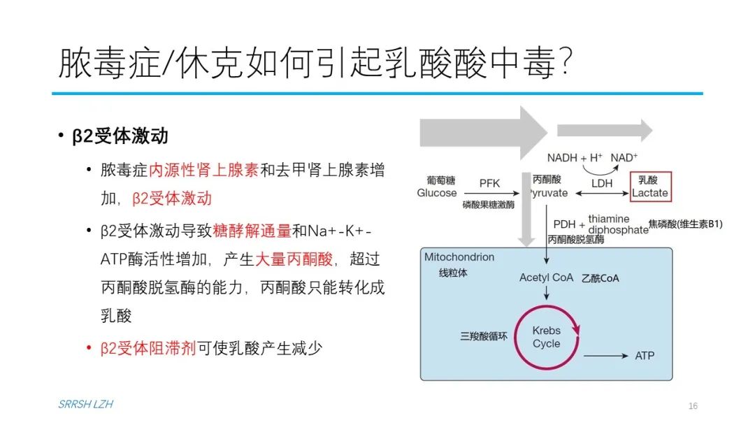 血流动力学系列- 乳酸