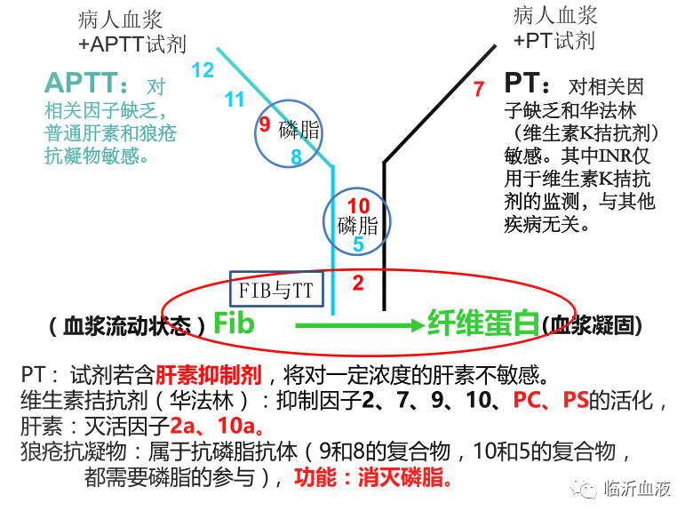凝血功能之活化部分凝血活酶时间-APTT