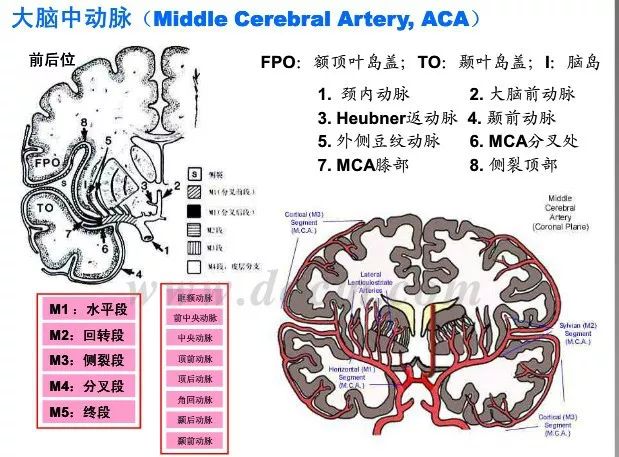 神内影像丨脑血管造影图片详解 神内影像丨脑血管造影图片详解