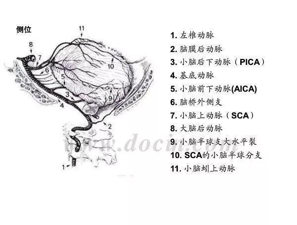 神内影像丨脑血管造影图片详解 神内影像丨脑血管造影图片详解