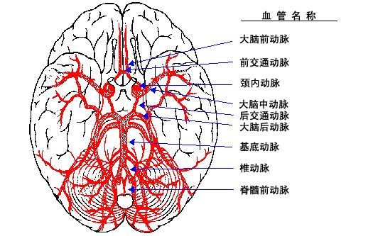 神内影像丨脑血管造影图片详解 神内影像丨脑血管造影图片详解