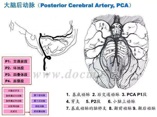 神内影像丨脑血管造影图片详解 神内影像丨脑血管造影图片详解