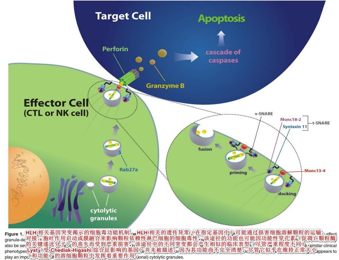我如何治疗成人噬血细胞综合征