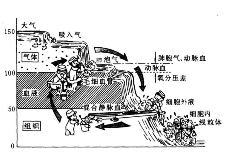 氧分压、血氧饱和度、吸氧浓度、通气功能、换气功能、通气血流比……，这篇文章就够了！