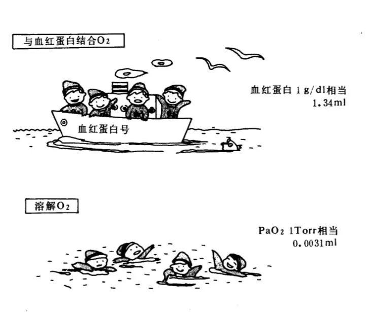 氧分压、血氧饱和度、吸氧浓度、通气功能、换气功能、通气血流比……，这篇文章就够了！
