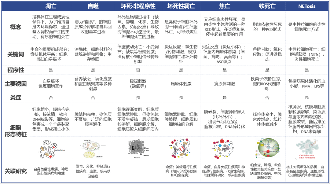 细胞死亡分类,以及程序性死亡之经典的凋亡 细胞死亡分类,以及程序性死亡之经典的凋亡
