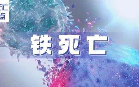细胞死亡大盘点—铁死亡