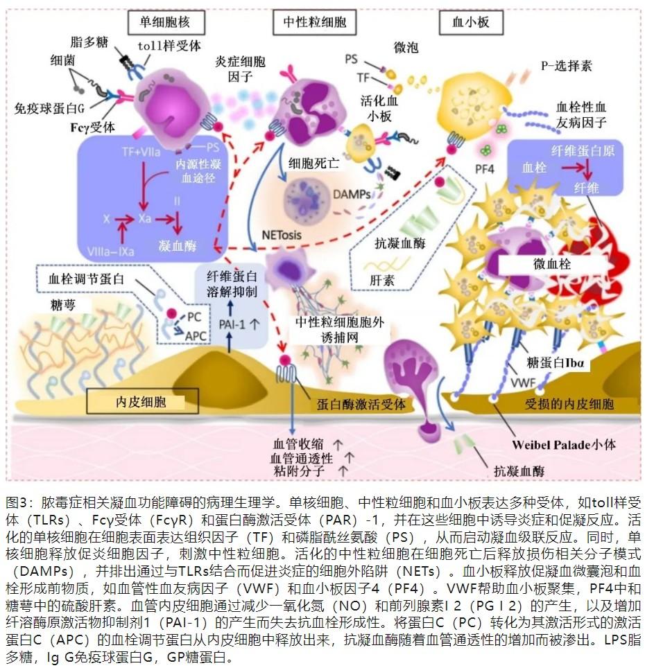 脓毒症相关DIC的病理生理、诊断和治疗