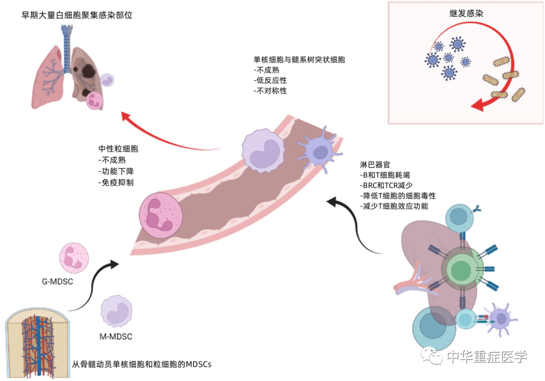 慢性危重症和重症监护后综合征：从病理生理学到临床挑战