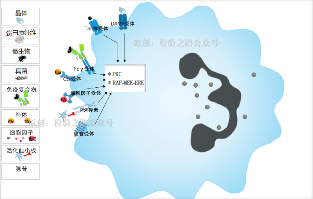 凝血知多少‖秒懂‘免疫血栓’之NETs