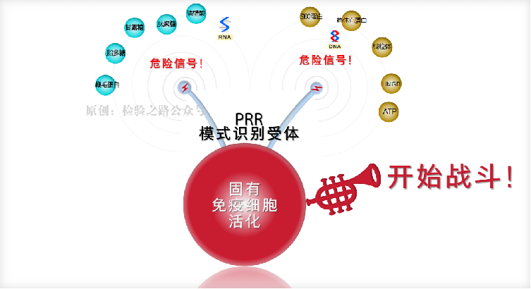 凝血知多少‖秒懂‘免疫血栓’之NETs