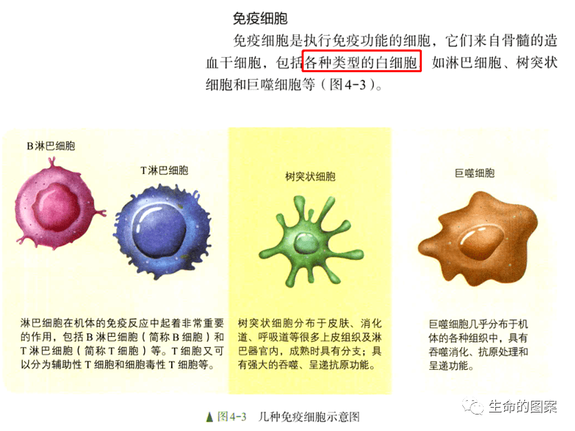 简单学习——白细胞的分类和功能 简单学习——白细胞的分类和功能