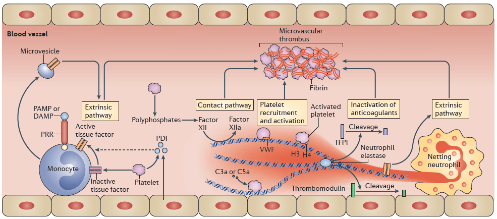 【文献】Nat Rev Immunol综述〡免疫血栓:血管内皮的先天免疫机制 【文献】Nat Rev Immunol综述〡免疫血栓:血管内皮的先天免疫机制