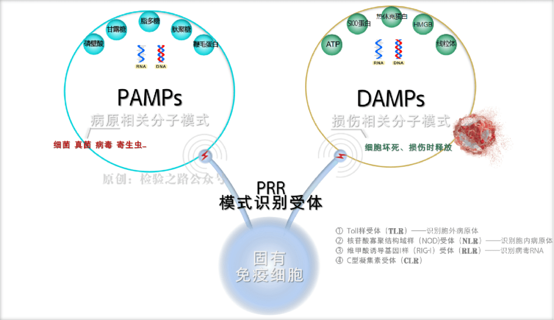 凝血知多少‖秒懂‘免疫血栓’之NETs
