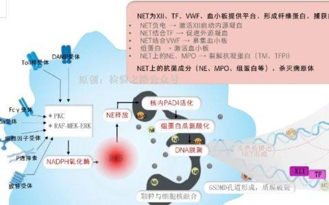 秒懂免疫血栓之NETs