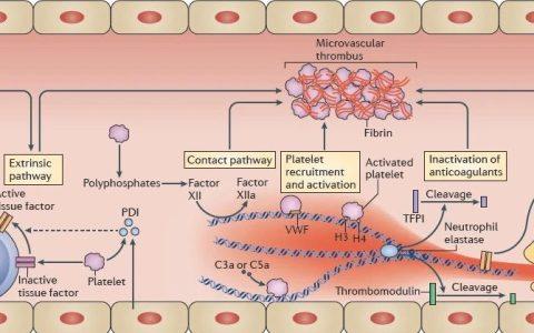 Nat Rev Immunol综述〡免疫血栓：血管内皮的先天免疫机制