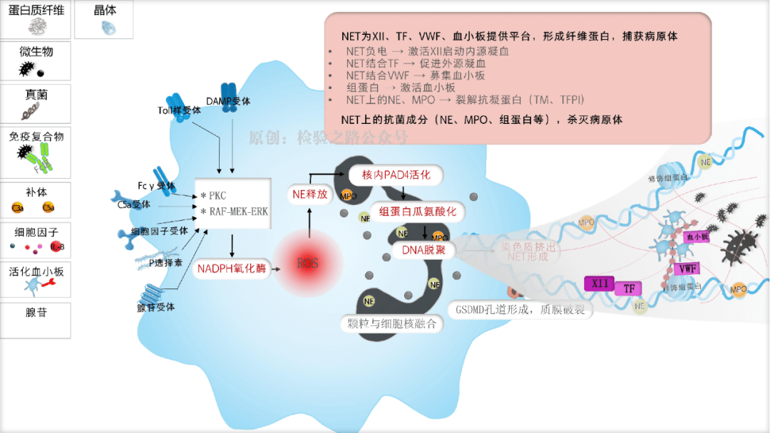 凝血知多少‖秒懂‘免疫血栓’之NETs