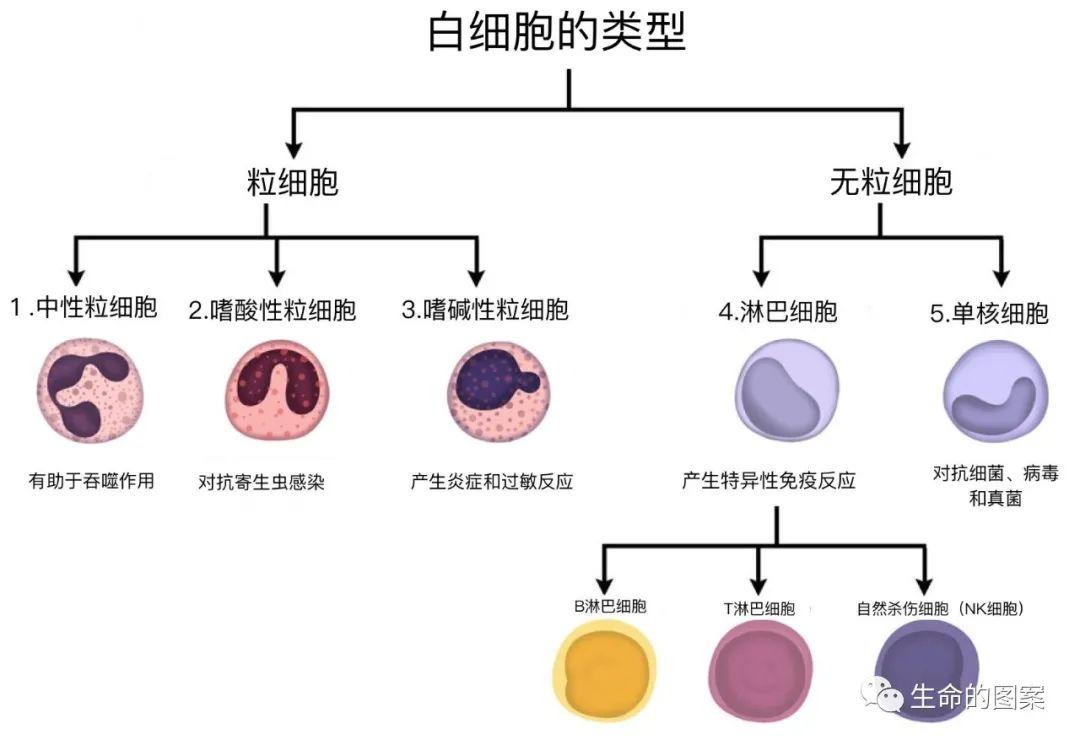 简单学习——白细胞的分类和功能 简单学习——白细胞的分类和功能