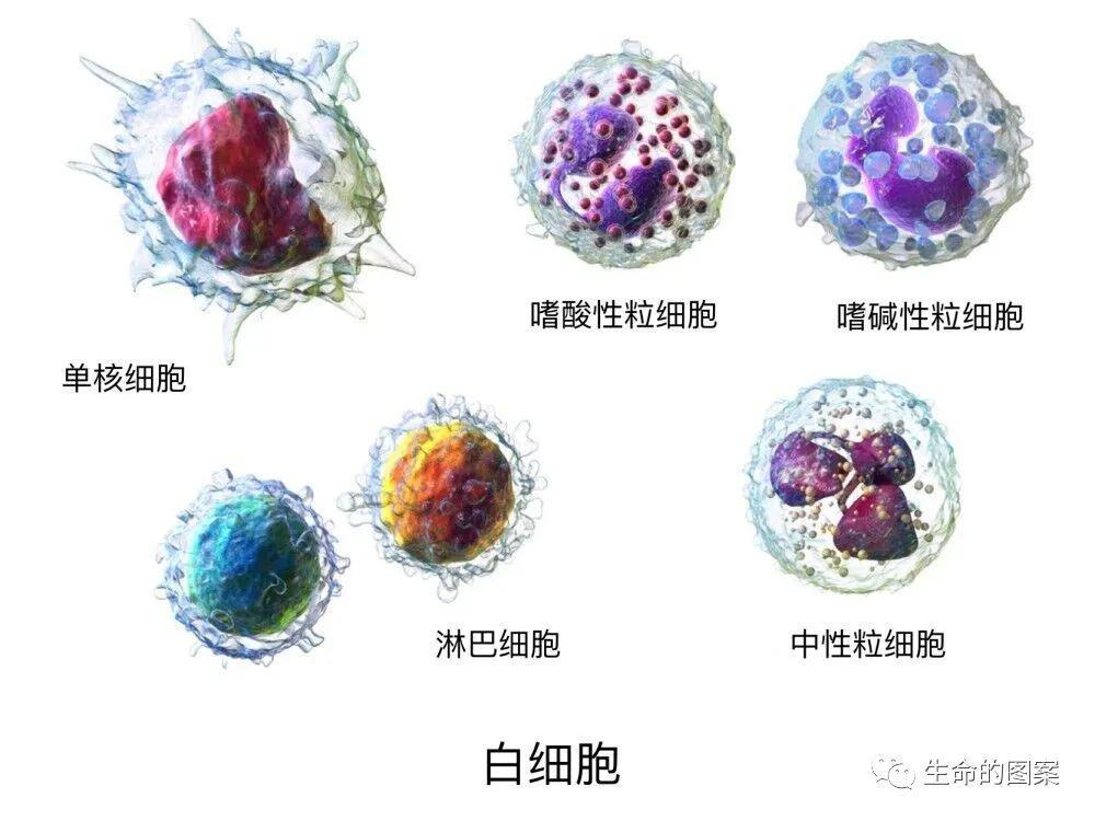 简单学习——白细胞的分类和功能 简单学习——白细胞的分类和功能
