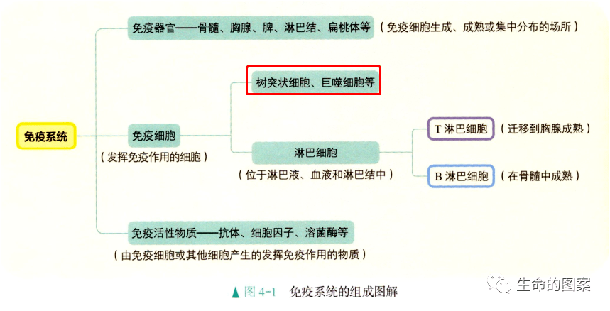 简单学习——白细胞的分类和功能 简单学习——白细胞的分类和功能