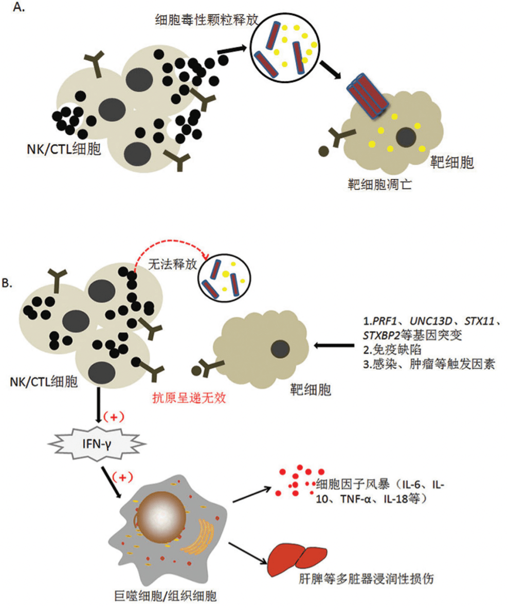从IFN-γ出发，破解噬血细胞综合征困局