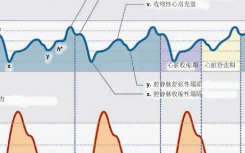 血流动力学基础：中心静脉压