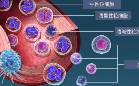 简单学习白细胞的分类和功能
