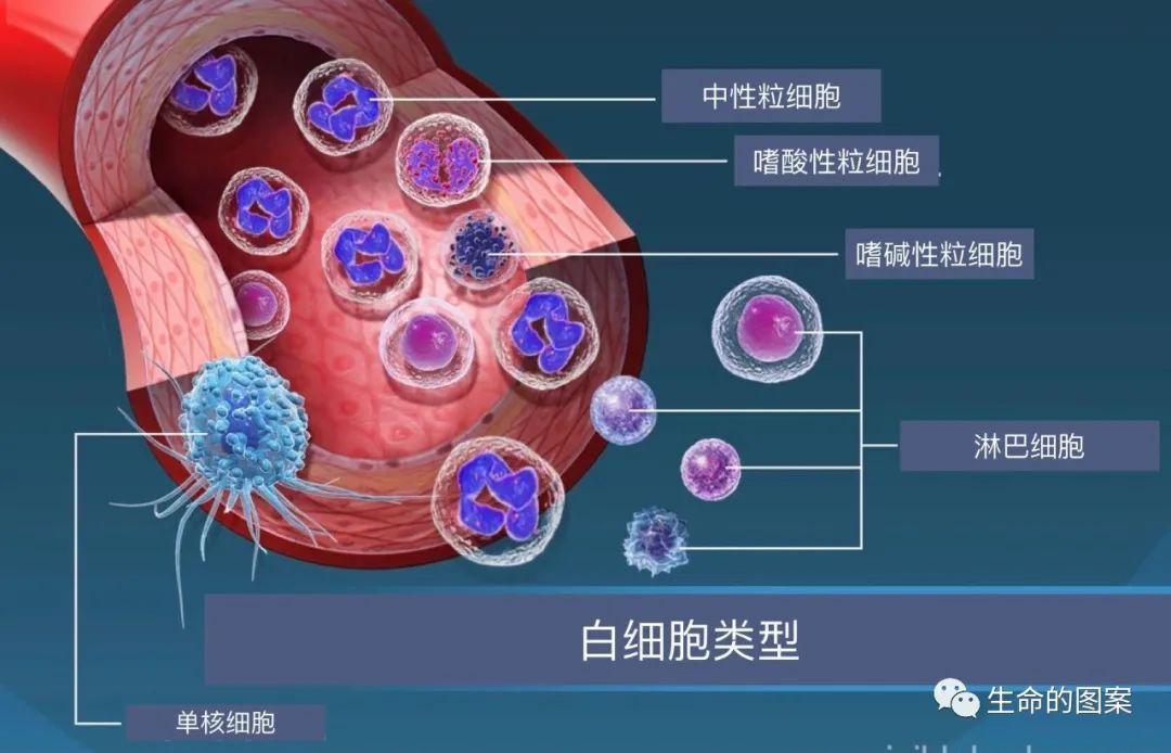 简单学习——白细胞的分类和功能 简单学习——白细胞的分类和功能