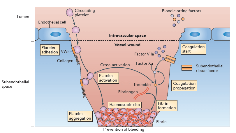 【文献】Nat Rev Immunol综述〡免疫血栓:血管内皮的先天免疫机制 【文献】Nat Rev Immunol综述〡免疫血栓:血管内皮的先天免疫机制