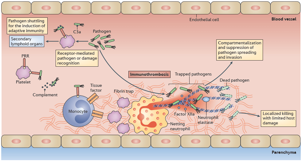 【文献】Nat Rev Immunol综述〡免疫血栓:血管内皮的先天免疫机制 【文献】Nat Rev Immunol综述〡免疫血栓:血管内皮的先天免疫机制