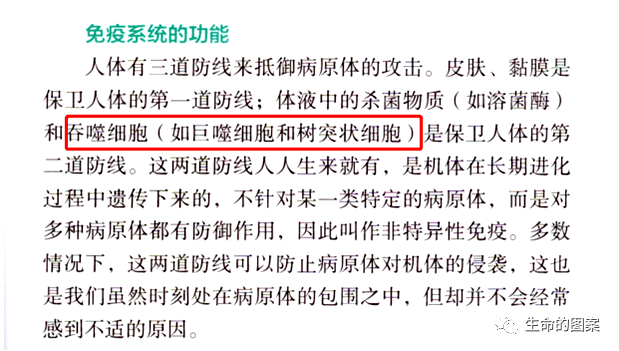简单学习——白细胞的分类和功能 简单学习——白细胞的分类和功能