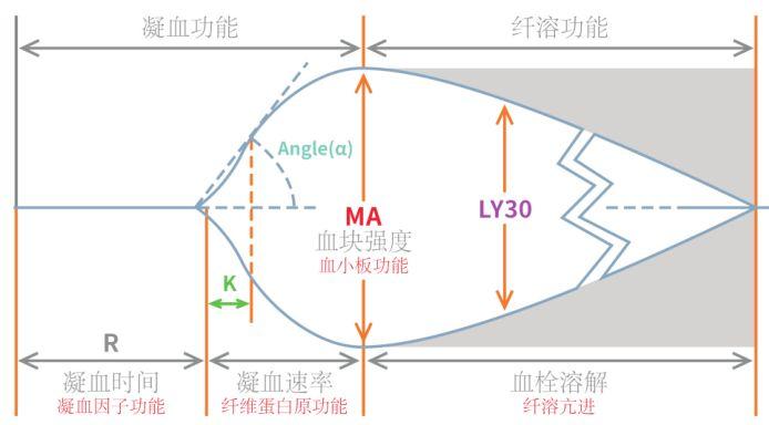 凝血新视界|血栓弹力图仪在肝移植病人凝血功能和输血治疗管理过程中的应用价值 凝血新视界|血栓弹力图仪在肝移植病人凝血功能和输血治疗管理过程中的应用价值