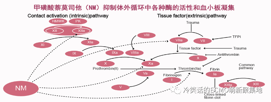ECMO抗凝-每天半小时轻松学会独立管理ECMO ECMO抗凝-每天半小时轻松学会独立管理ECMO