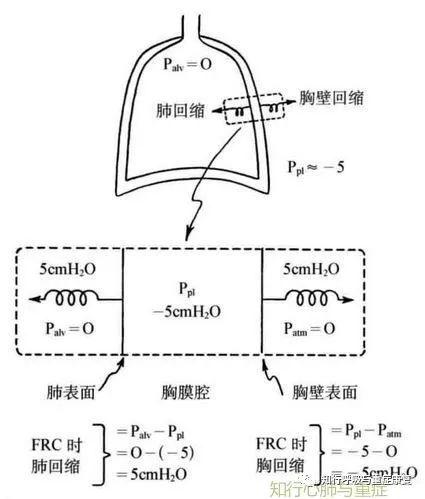 第142期 呼吸力学-从基础到临床 第142期 呼吸力学-从基础到临床