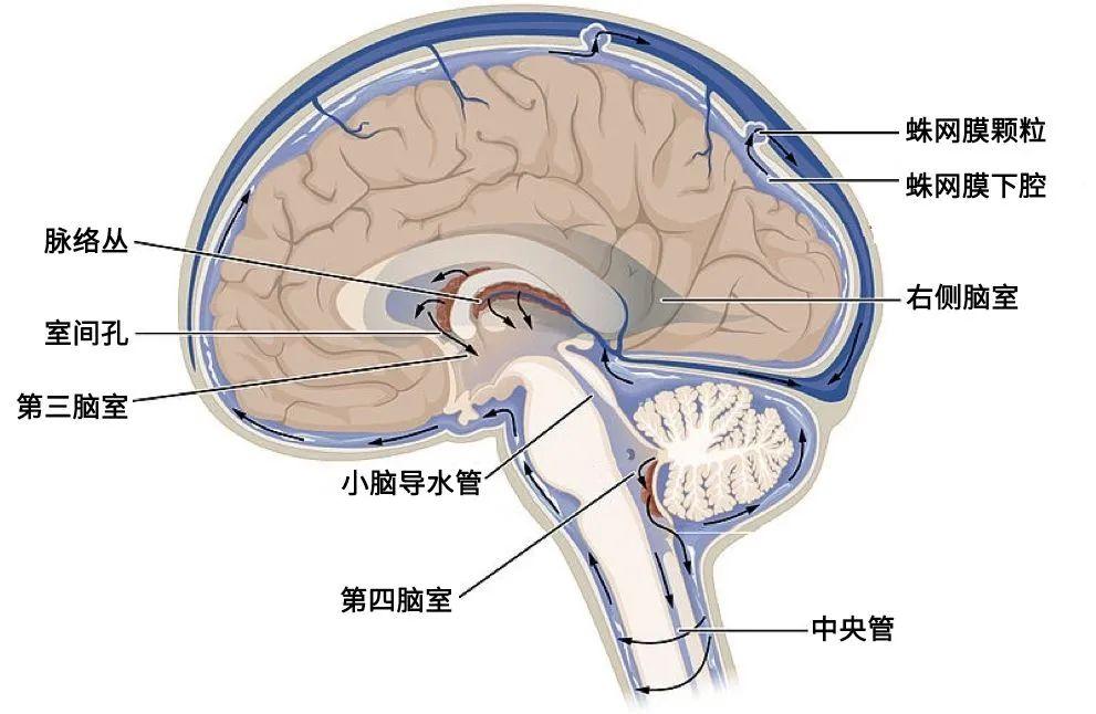 重要参考 | 抗菌药物脑脊液透过率​