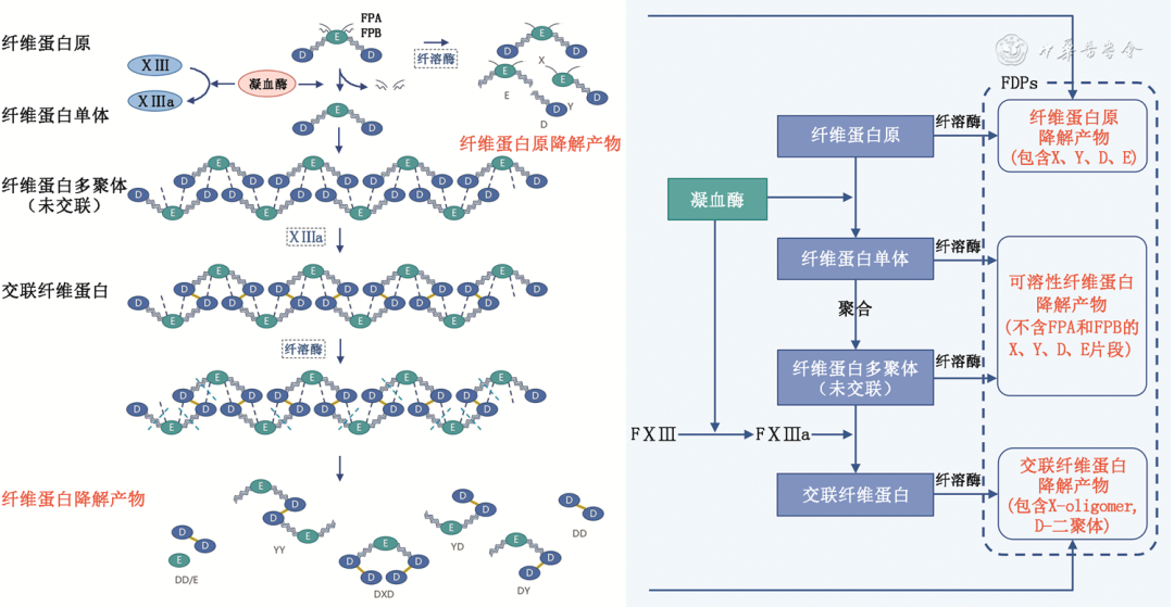 D-二聚体实验室检测与临床应用中国专家共识2023