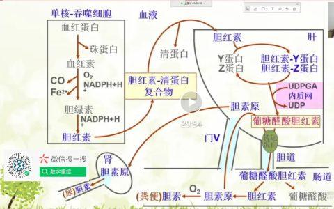 胆红素结合葡糖醛酸生成水溶性结合胆红素的位点