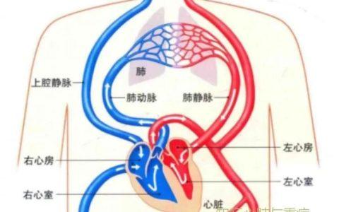 下一个前沿:微循环引导下的脓毒症复苏