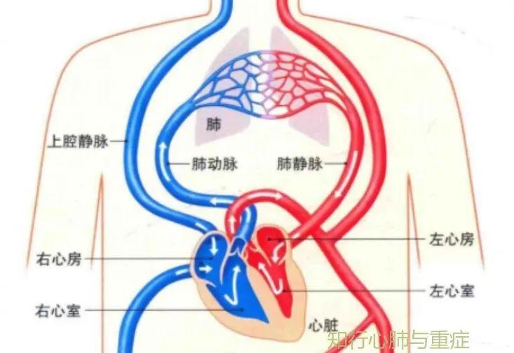 肺动脉高压的定义、分类及病理生理学机制