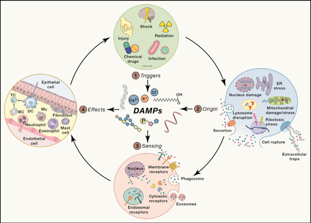Immunity：损伤相关分子模式（DAMPs）的分子特征和疾病机制